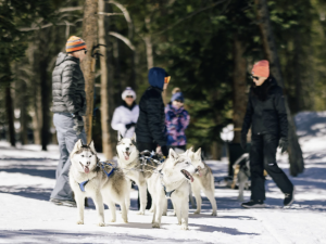 A dog sled team and guests at Good Times in Breckenridge